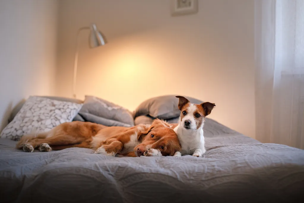 How to Create a Pet Friendly Home Design and Safety Tips